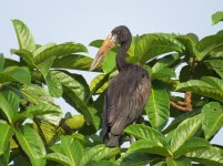 African Openbill klein.jpg