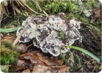 Fungi fir ID-3-4.jpg