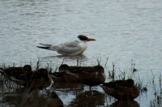 Caspian Tern, Sa Roca. s'Albufera, 4.x.2015 edit.jpg