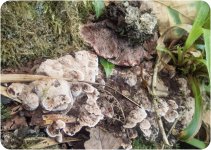 Fungi fir ID-5-2.jpg