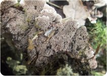 Fungi fir ID-4-3.jpg