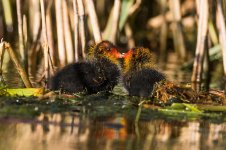 coot chicks.jpg