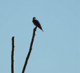 eastern kingbird small.jpg