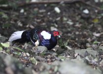 swinhoe's pheasant male.JPG