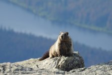 marmot 1 small.jpg