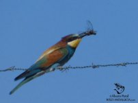 where to find bee eater in Spain.jpg