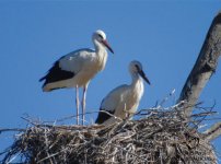 Stork birding in La Mancha.jpg