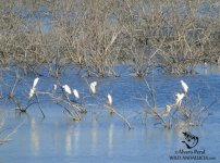 cattle egret lake distribution spain.jpg