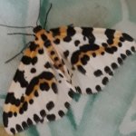 magpie moth.jpg