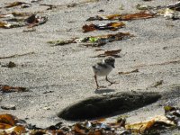 R Plover chick.jpg