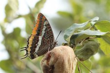 Two-tailed Pasha sp 1.jpg