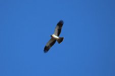 Booted Eagle sp 1.jpg