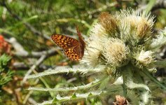 great spangled frit small.jpg