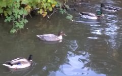 duck_rowheath_2017-09-19.jpg