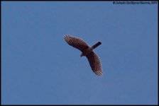 Accipiter-nisus_001.jpg