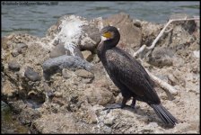 Phalacrocorax-carbo_018.jpg