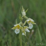 Marsh Helleborine ochroleuca.jpg