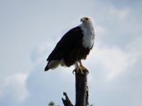 African Fish-Eagle klein.jpg