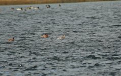 Wigeon sp 01.jpg