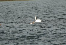 Wigeon sp 03.jpg