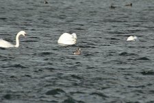 Wigeon sp 04.jpg