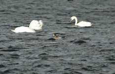 Wigeon sp 05.jpg