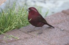 rosefinch.JPG