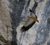 Egyptian Vulture.JPG