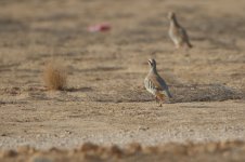 20170408 (1)_Chukar.JPG