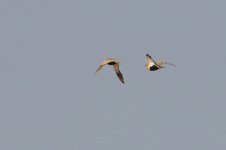 20170408 (5)_Black-bellied_Sandgrouse.JPG