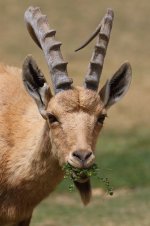 20170408 (35)_Nubian_Ibex.JPG