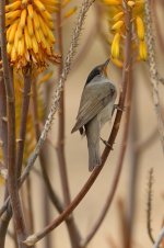 20170408 (41)_Blackcap.JPG