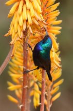 20170408 (53)_Palestine_Sunbird.JPG