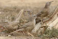 20170408 (62)_Arabian_Babbler.JPG