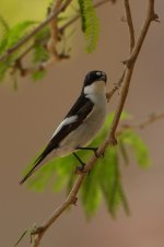 20170408 (73)_Pied_Flycatcher.JPG