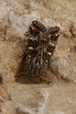 20170408 (80)_Moth.JPG