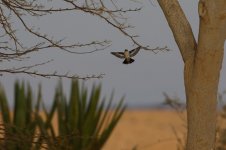 20170408 (110)_Collared_Flycatcher.JPG