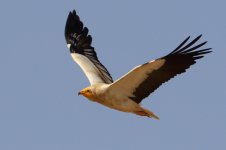 20170408 (84)_Egyptian_Vulture.JPG