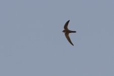 20170408 (91)_Alpine_Swift.JPG