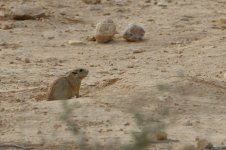 20170408 (103)_Fat_Sand_Rat.JPG