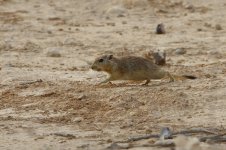 20170408 (104)_Fat_Sand_Rat.JPG