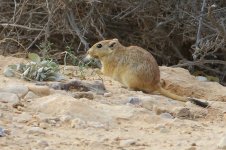 20170408 (107)_Fat_Sand_Rat.JPG