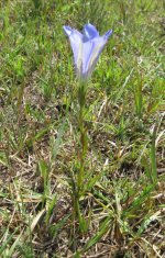 Marsh Gentian 2.JPG