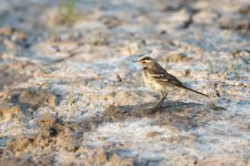 WaterPipit.jpg