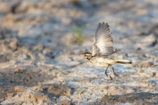 WaterPipit-2.jpg