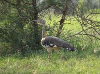 Denham's Bustard klein.jpg