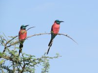 Northern Carmine Bee-eater klein.jpg