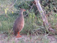 Heuglin's Francolin klein.jpg