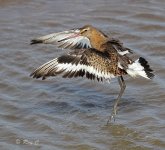 black-tailed godwit 01PN lab.jpg