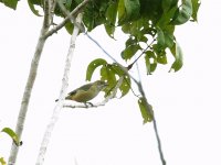 Unidentified bird BRA 9615.JPG